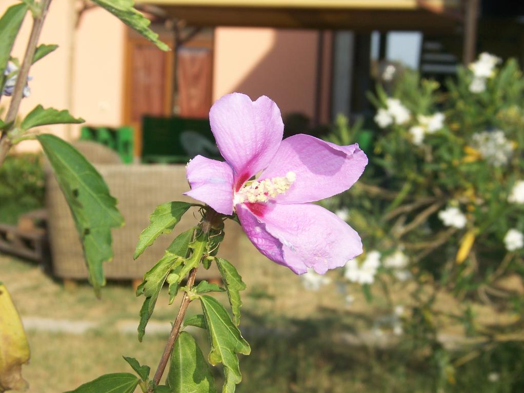 Agriturismo La Nocciolina Venturina Terme Εξωτερικό φωτογραφία